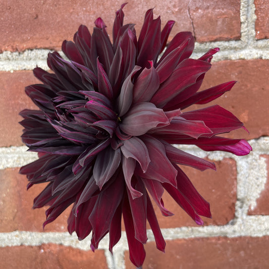 Black Jack - Dahlia Plant (PICKUP ONLY)