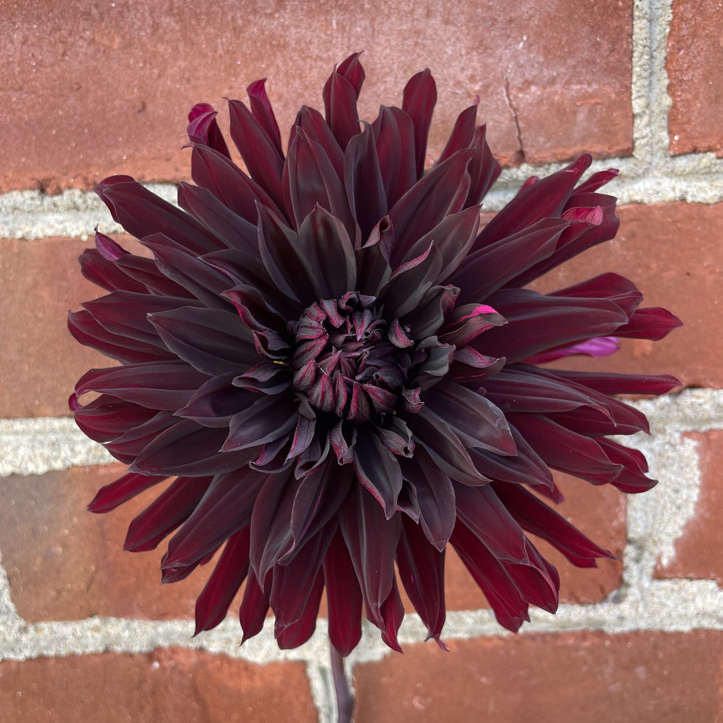 Black Jack - Dahlia Plant (PICKUP ONLY)