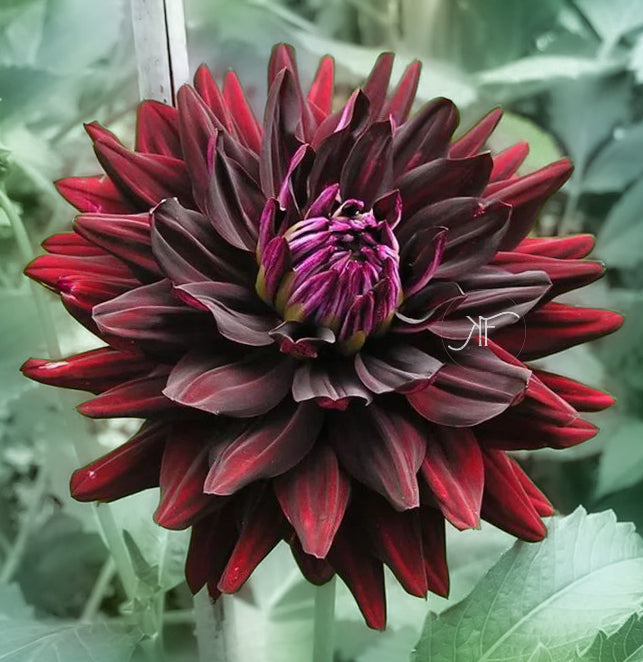 Hollyhill Black Beauty - Dahlia Tuber