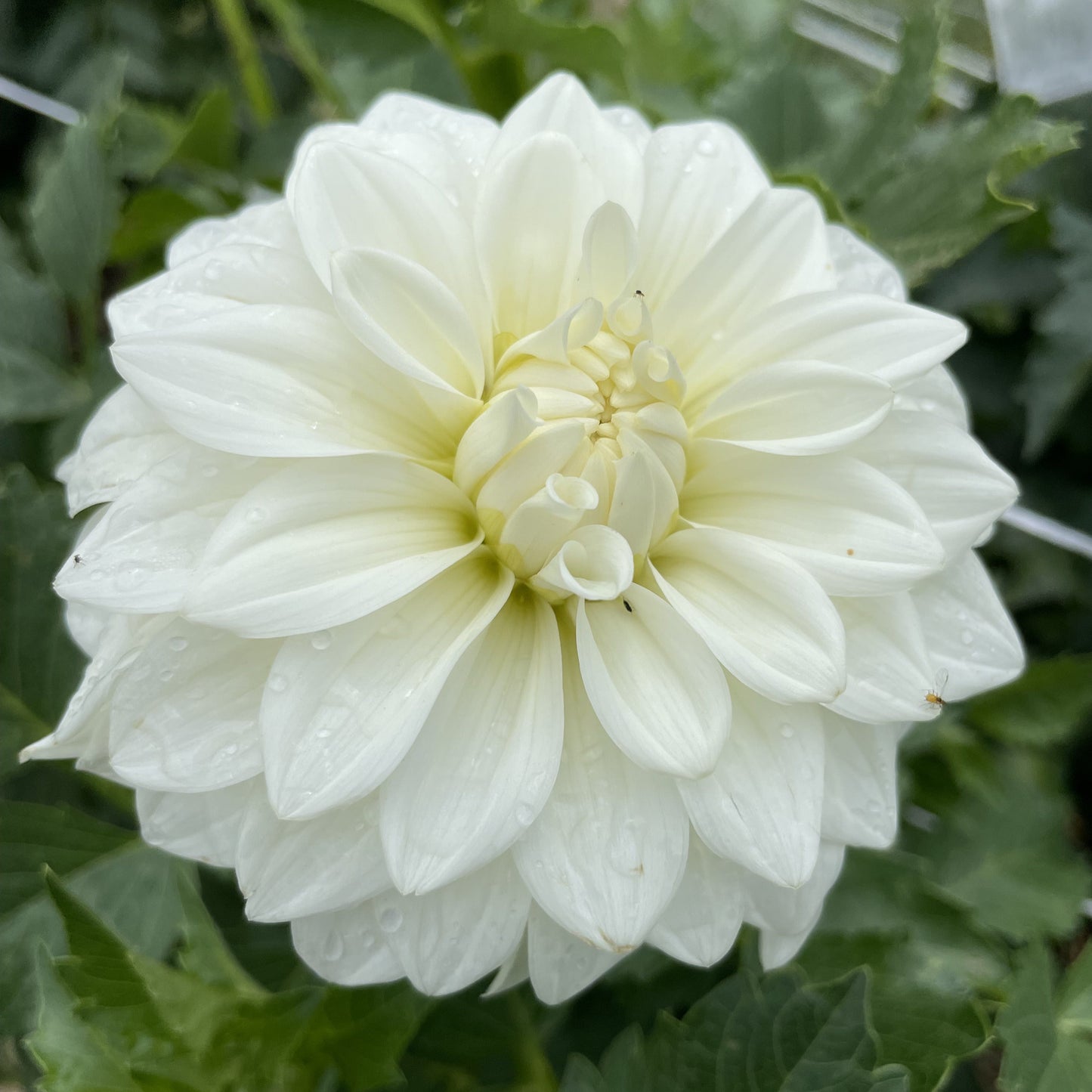 Bridezilla - Dahlia Plant (PICKUP ONLY)