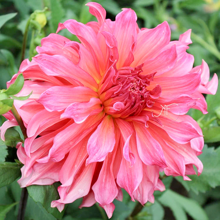 Islander - Dahlia Tuber