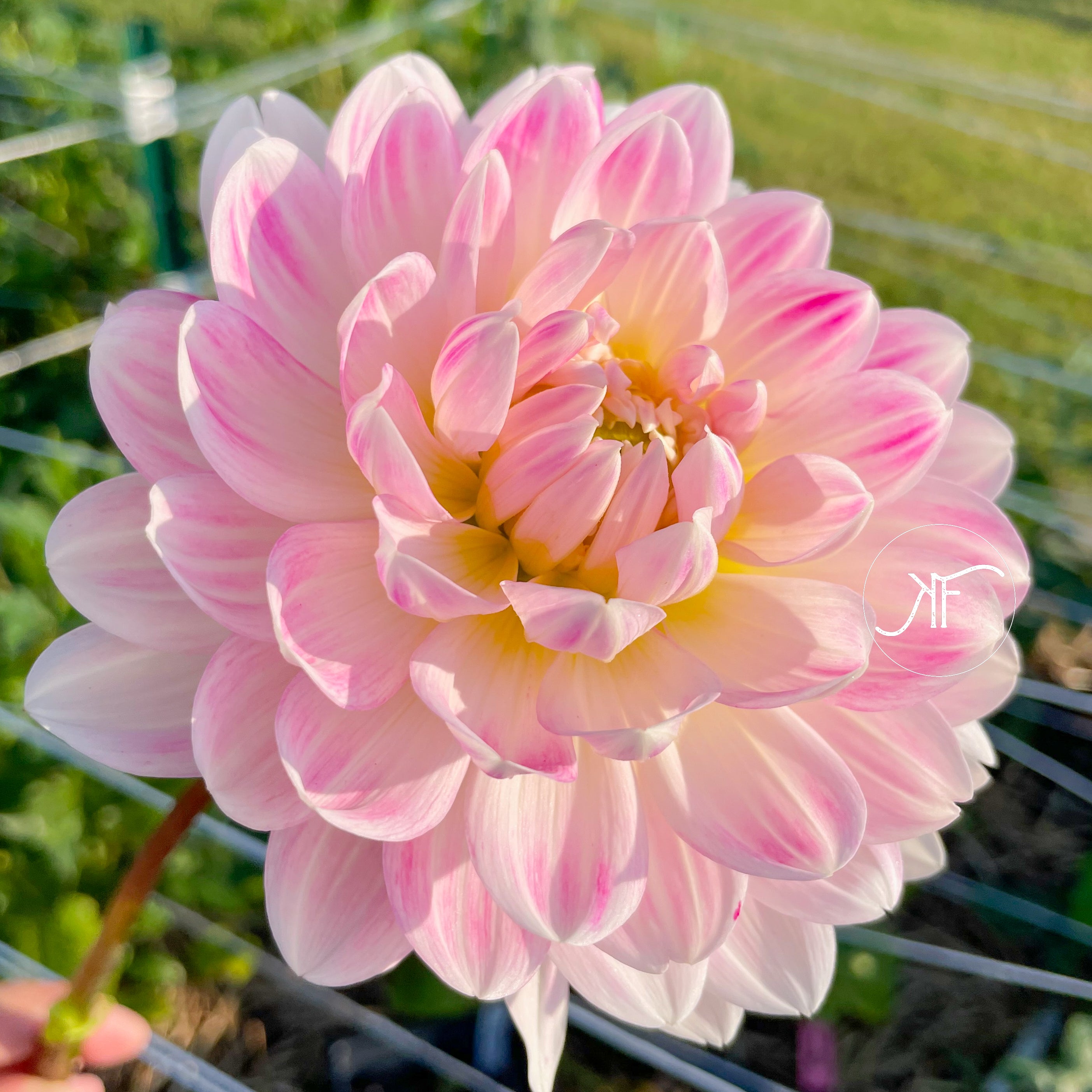 Kelgai Ann - Dahlia Tubers for Sale – Kraus Farm