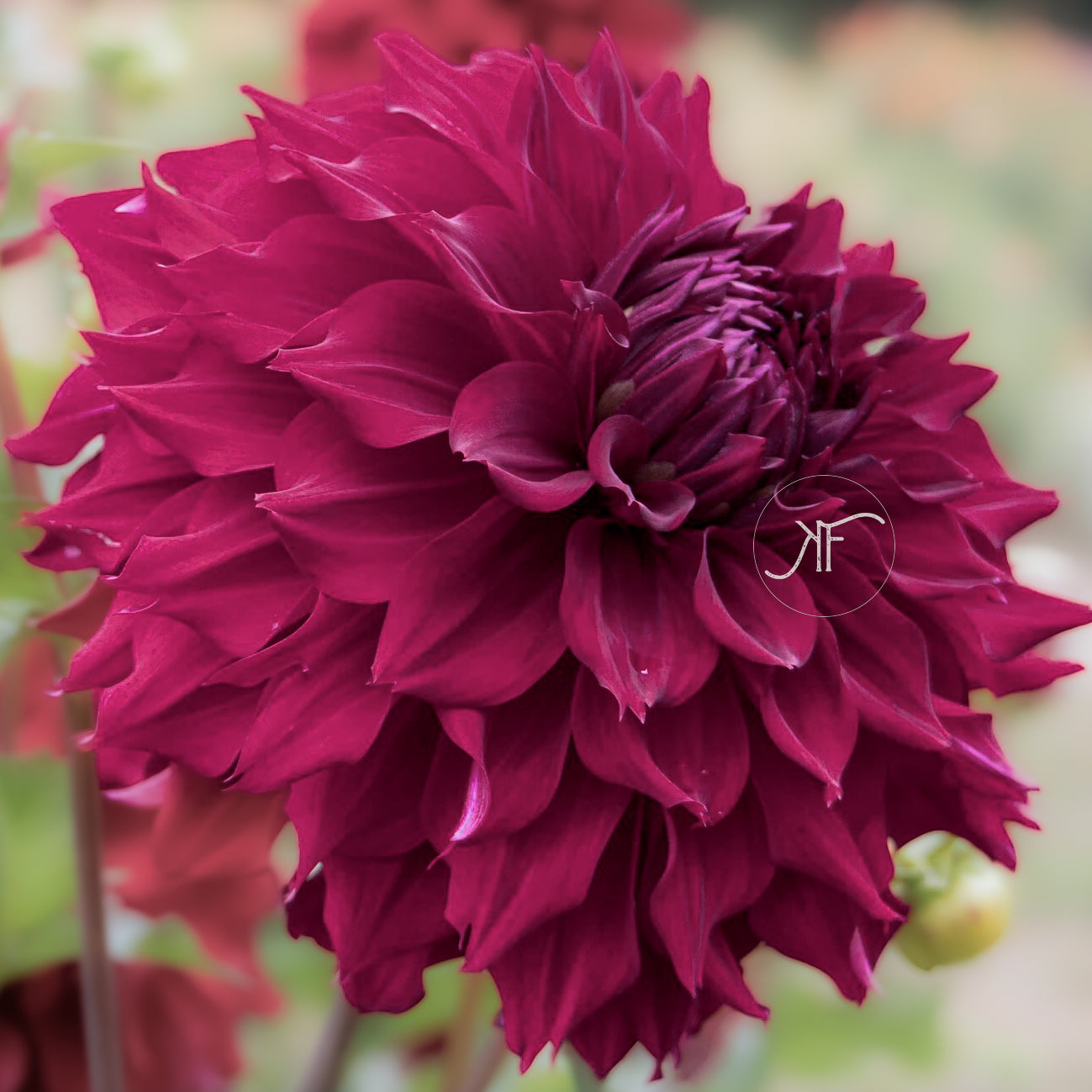 Mingus Alex - Dahlia Tubers for Sale – Kraus Farm