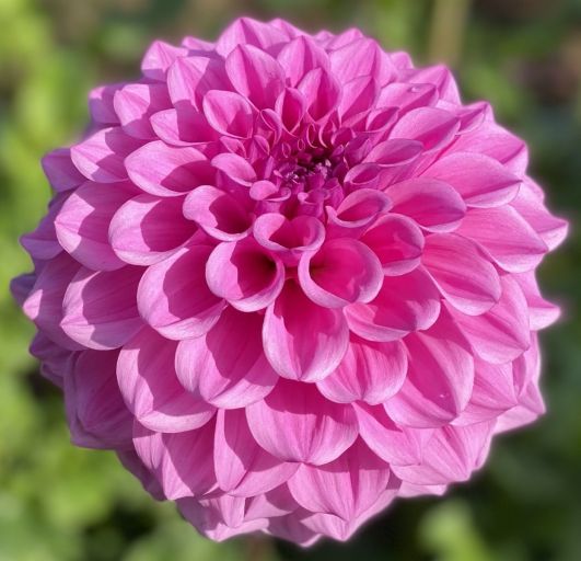 Vintage - Dahlia Tuber